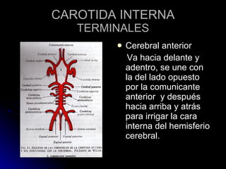CAROTIDA INTERNA TERMINALES Cerebral anterior Va hacia delante y adentro, se une con la del lado opuesto por la comunicante anterior  y después hacia arriba y atrás para irrigar la cara interna del hemisferio cerebral. 