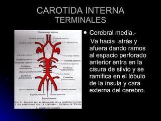 CAROTIDA INTERNA TERMINALES Cerebral media.- Va hacia  atrás y afuera dando ramos al espacio perforado anterior entra en la cisura de silvio y se ramifica en el lóbulo de la ínsula y cara externa del cerebro. 