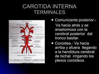CAROTIDA INTERNA TERMINALES Comunicante posterior.- Va hacia atrás y se anastomosa con la cerebral posterior  del tronco basilar. Coroidea.- Va hacia arriba y afuera  llegando a la hendidura cerebral de bichat  irrigando los plexos coroideos. 