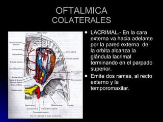 OFTALMICA COLATERALES LACRIMAL.- En la cara externa va hacia adelante por la pared externa  de la orbita alcanza la glándula lacrimal  terminando en el parpado superior. Emite dos ramas, al recto externo y la temporomaxilar. 
