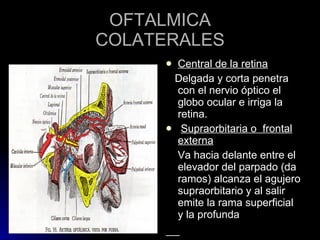 OFTALMICA COLATERALES Central de la retina   Delgada y corta penetra con el nervio óptico el globo ocular e irriga la retina. Supraorbitaria o  frontal externa   Va hacia delante entre el elevador del parpado (da ramos) alcanza el agujero supraorbitario y al salir emite la rama superficial y la profunda 