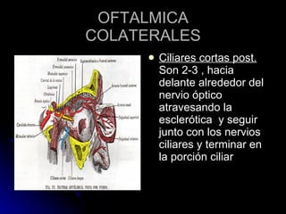 OFTALMICA COLATERALES Ciliares cortas post.  Son 2-3 , hacia delante alrededor del nervio óptico  atravesando la esclerótica  y seguir junto con los nervios ciliares y terminar en la porción ciliar  
