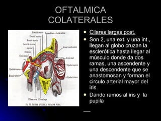 OFTALMICA COLATERALES Cilares largas post.   Son 2, una ext. y una int., llegan al globo cruzan la esclerótica hasta llegar al músculo donde da dos ramas, una ascendente y una descendente que se anastomosan y forman el circulo arterial mayor del iris. Dando ramos al iris y  la pupila 