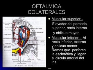 OFTALMICA COLATERALES Muscular superior.- Elevador del parpado superior, recto interno y oblicuo mayor. Muscular inferior.-  Al recto inferior, externo y oblicuo menor. Ramos que  perforan la esclerótica y llegan al circulo arterial del iris 