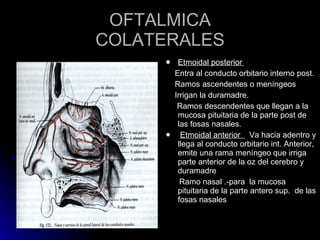 OFTALMICA COLATERALES Etmoidal posterior  Entra al conducto orbitario interno post.  Ramos ascendentes o meníngeos Irrigan la duramadre. Ramos descendentes que llegan a la mucosa pituitaria de la parte post de las fosas nasales. Etmoidal anterior  Va hacia adentro y llega al conducto orbitario int. Anterior, emite una rama meníngeo que irriga parte anterior de la oz del cerebro y duramadre Ramo nasal .-para  la mucosa pituitaria de la parte antero sup.  de las fosas nasales 