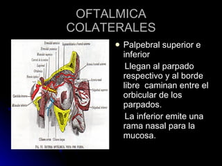 OFTALMICA COLATERALES Palpebral superior e inferior Llegan al parpado respectivo y al borde libre  caminan entre el orbicular de los  parpados. La inferior emite una rama nasal para la mucosa. 