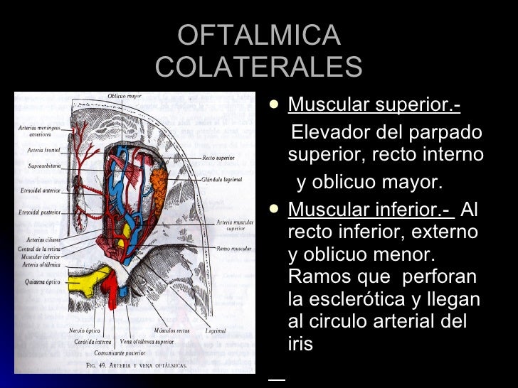 5. Arteria Carotida Int.