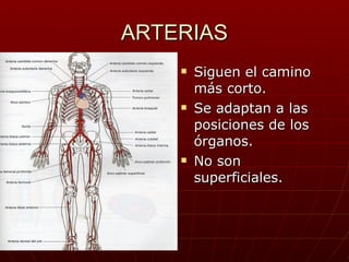 ARTERIAS Siguen el camino más corto. Se adaptan a las posiciones de los órganos. No son superficiales. 