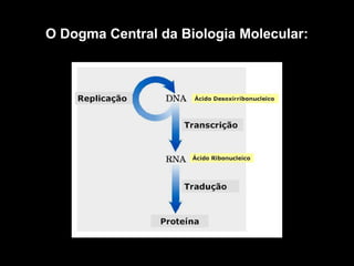 O Dogma Central da Biologia Molecular:
 