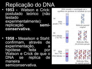 Replicação do DNA
• 1953 - Watson e Crick:
postulado teórico (não
testado
experimentalmente):
replicação semi-
conservativa.
• 1958 - Meselson e Stahl:
confirmam, através de
experimentação, a
hipótese feita por
Watson e Crick de que o
DNA se replica de
maneira
semiconservativa.
 
