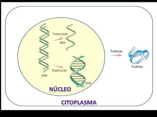 5 ¦ aula - +ücido nucl+®ico