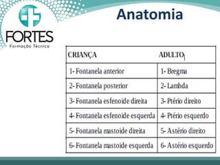 Anatomia
 