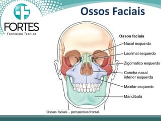 Ossos Faciais
 