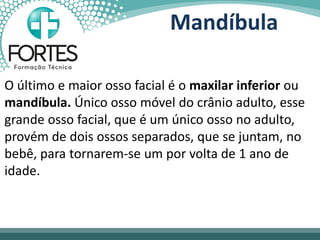 Mandíbula
O último e maior osso facial é o maxilar inferior ou
mandíbula. Único osso móvel do crânio adulto, esse
grande osso facial, que é um único osso no adulto,
provém de dois ossos separados, que se juntam, no
bebê, para tornarem-se um por volta de 1 ano de
idade.
 