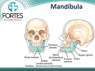Mandíbula
 