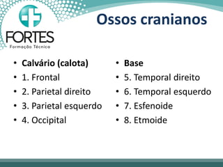 Ossos cranianos
• Calvário (calota)
• 1. Frontal
• 2. Parietal direito
• 3. Parietal esquerdo
• 4. Occipital
• Base
• 5. Temporal direito
• 6. Temporal esquerdo
• 7. Esfenoide
• 8. Etmoide
 
