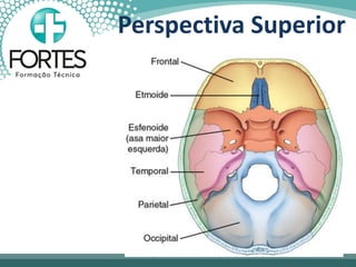 Perspectiva Superior
 