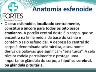 Anatomia esfenoide
• O osso esfenoide, localizado centralmente,
constitui a âncora para todos os oito ossos
cranianos. A porção central deste é o corpo, que se
encontra na linha média da base do crânio e
contém o seio esfenoidal. A depressão central do
corpo é denominada sela túrcica, e seu nome
deriva de palavras que significam “sela turca”. A sela
túrcica rodeia parcialmente e protege uma
importante glândula do corpo, a hipófise cerebral,
ou glândula pituitária.
 