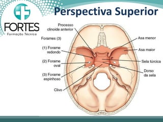 Perspectiva Superior
 