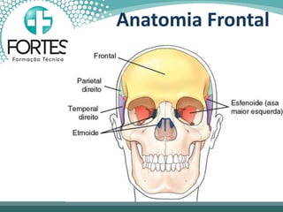 Anatomia Frontal
 