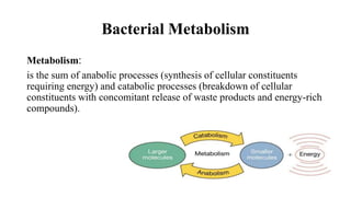 Bacteria Growth and Metabolism | PPTX