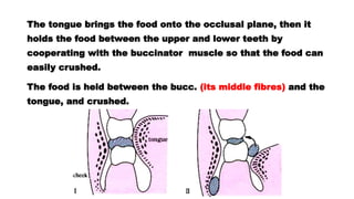 The tongue brings the food onto the occlusal plane, then it
holds the food between the upper and lower teeth by
cooperating with the buccinator muscle so that the food can
easily crushed.
The food is held between the bucc. (its middle fibres) and the
tongue, and crushed.
 