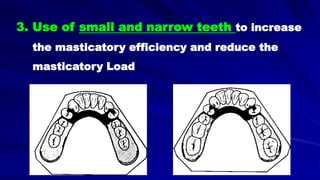 3. Use of small and narrow teeth to increase
the masticatory efficiency and reduce the
masticatory Load
 