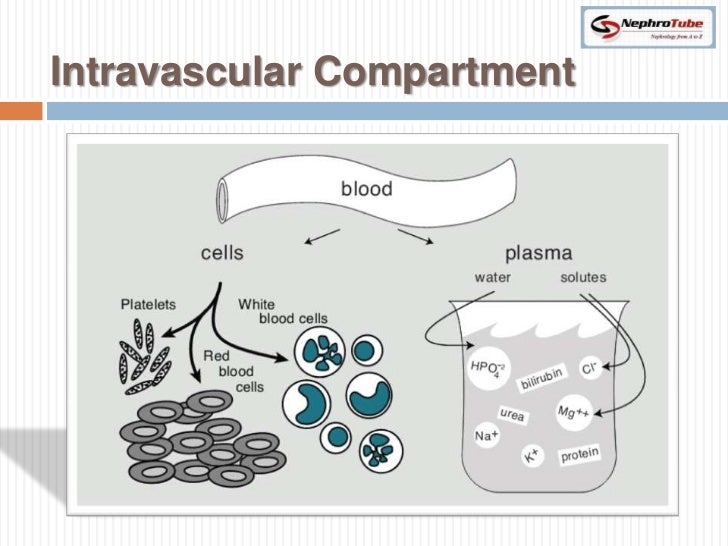 renal physiology practice questions body fluid compartments renal physiology practice questions body fluid compartments