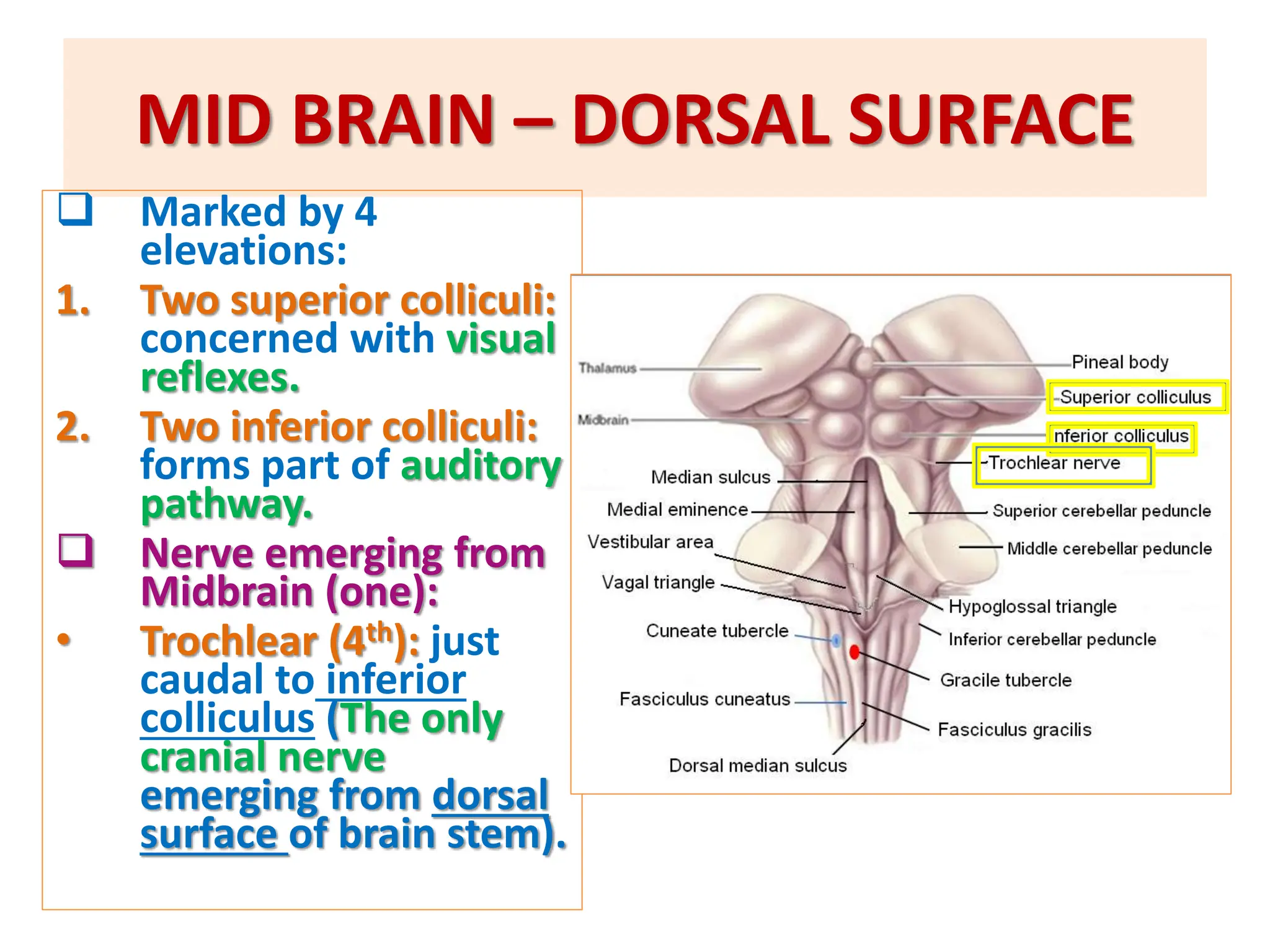 5- Brain stem-External Features.with clinical anatomyppt | PPT