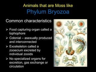 Animals that are Moss likePhylum Bryozoa Common characteristics ,[object Object]