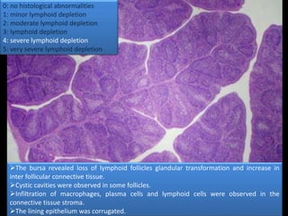 0: no histological abnormalities
1: minor lymphoid depletion
2: moderate lymphoid depletion
3: lymphoid depletion
4: severe lymphoid depletion
5: very severe lymphoid depletion
The bursa revealed loss of lymphoid follicles glandular transformation and increase in
inter follicular connective tissue.
Cystic cavities were observed in some follicles.
Infiltration of macrophages, plasma cells and lymphoid cells were observed in the
connective tissue stroma.
The lining epithelium was corrugated.
 