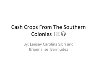 Cash Crops From The Southern Colonies !!!!  By: Lensey Carolina Sibri and Briannalise  Bermudez 
