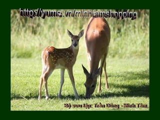 http://yume.vn/minhtamshopping Bộ sưu tập: Trần Dũng - Minh Tâm 