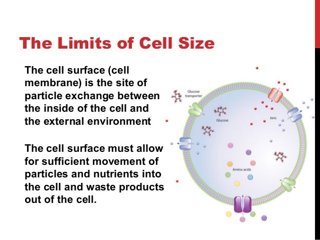 cell size research paper help zghomeworkjtnv paebasketball us size of cell
