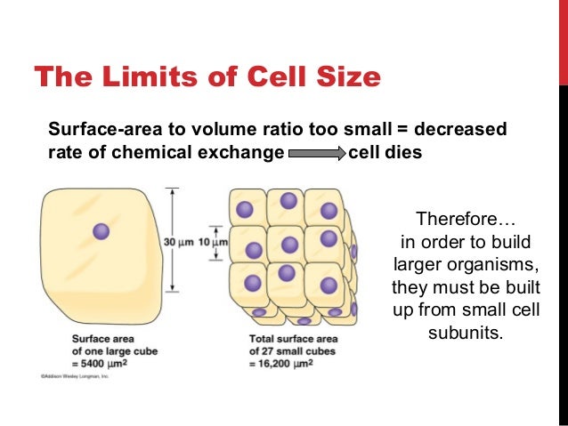 Cell Theory-1