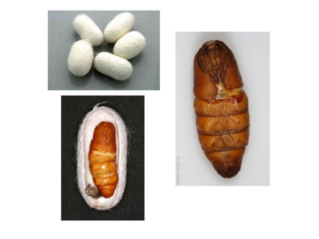 5 chapter morphology and anatomy of sw sps. commercially exploited ...