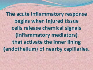 The acute inflammatory response
begins when injured tissue
cells release chemical signals
(inflammatory mediators)
that ac...