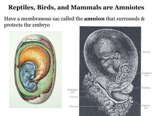 Reptiles, Birds, and Mammals are Amniotes Have a membranous sac called the  amnion  that surrounds &  protects the embryo 