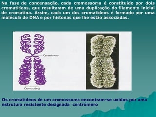 Na fase de condensação, cada cromossoma é constituído por dois
cromatídeos, que resultaram de uma duplicação do filamento inicial
de cromatina. Assim, cada um dos cromatídeos é formado por uma
molécula de DNA e por histonas que lhe estão associadas.
Os cromatídeos de um cromossoma encontram-se unidos por uma
estrutura resistente designada centrómero
 