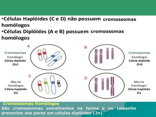 Cromossomas Homólogos
São cromossomas semelhantes na forma e no tamanho
presentes aos pares em células diplóides (2n)
cromossomas
cromossomas
Cromossomas Cromossomas
 