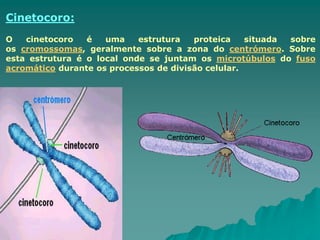 Cinetocoro:
O cinetocoro é uma estrutura proteica situada sobre
os cromossomas, geralmente sobre a zona do centrómero. Sobre
esta estrutura é o local onde se juntam os microtúbulos do fuso
acromático durante os processos de divisão celular.
 