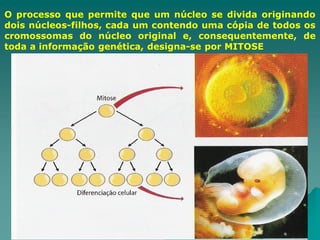 O processo que permite que um núcleo se divida originando
dois núcleos-filhos, cada um contendo uma cópia de todos os
cromossomas do núcleo original e, consequentemente, de
toda a informação genética, designa-se por MITOSE
 