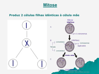 Mitose
Produz 2 células filhas idênticas à célula mãe
cromatídeos
cromatídeos
cromossomas
Tétrada
 
