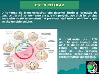 CICLO CELULAR
O conjunto de transformações que decorre desde a formação de
uma célula até ao momento em que ela própria, por divisão, origina
duas células-filhas constitui um processo dinâmico e contínuo a que
se chama ciclo celular.
A replicação do DNA
permite que, sempre que
uma célula se divide, cada
célula filha herde uma
cópia do seu material
genético, perpetuando as
características da espécie.
 