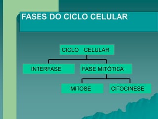 FASES DO CICLO CELULAR
MITOSE CITOCINESE
INTERFASE FASE MITÓTICA
CICLO CELULAR
 