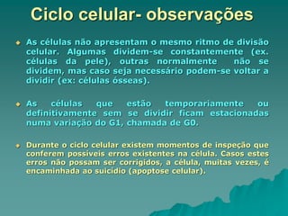 Ciclo celular- observações
 As células não apresentam o mesmo ritmo de divisão
celular. Algumas dividem-se constantemente (ex.
células da pele), outras normalmente não se
dividem, mas caso seja necessário podem-se voltar a
dividir (ex: células ósseas).
 As células que estão temporariamente ou
definitivamente sem se dividir ficam estacionadas
numa variação do G1, chamada de G0.
 Durante o ciclo celular existem momentos de inspeção que
conferem possíveis erros existentes na célula. Casos estes
erros não possam ser corrigidos, a célula, muitas vezes, é
encaminhada ao suicídio (apoptose celular).
 
