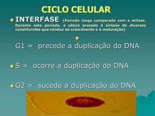  INTERFASE (Período longo comparado com a mitose.
Durante este período, a célula procede à síntese de diversos
constituintes que conduz ao crescimento e à maturação)

G1 = precede a duplicação do DNA
 S = ocorre a duplicação do DNA
 G2 = sucede a duplicação do DNA
CICLO CELULAR
 