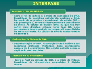 INTERFASE
 