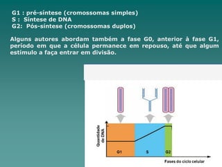 G1 : pré-síntese (cromossomas simples)
S : Síntese de DNA
G2: Pós-síntese (cromossomas duplos)
Alguns autores abordam também a fase G0, anterior à fase G1,
período em que a célula permanece em repouso, até que algum
estímulo a faça entrar em divisão.
 
