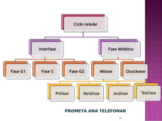 PROMETA ANA TELEFONAR
 